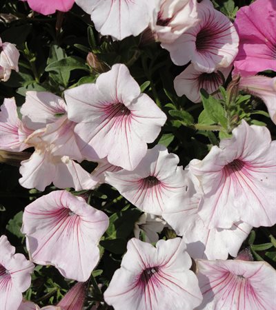 Petunia Supertunia Vista® Silverberry